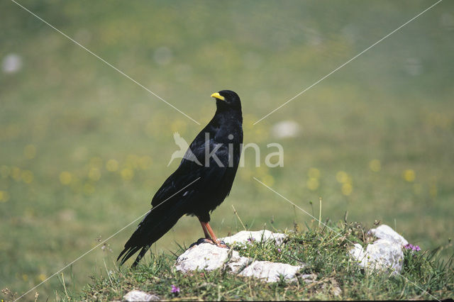 Alpenkauw (Pyrrhocorax graculus)