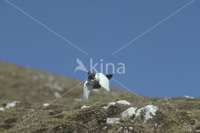 Alpensneeuwhoen (Lagopus muta)