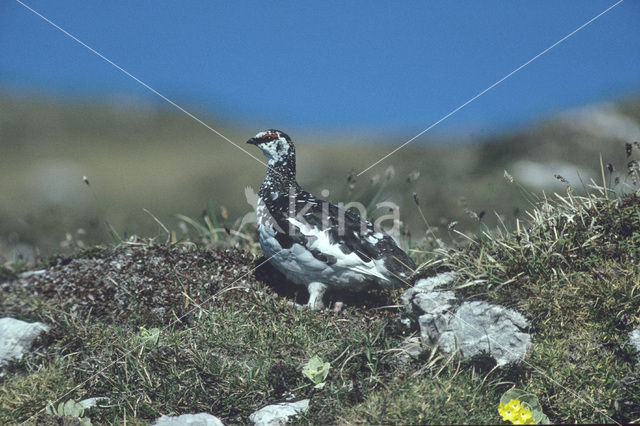 Alpensneeuwhoen (Lagopus muta)