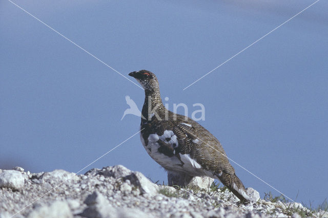 Rock Ptarmigan (Lagopus muta)