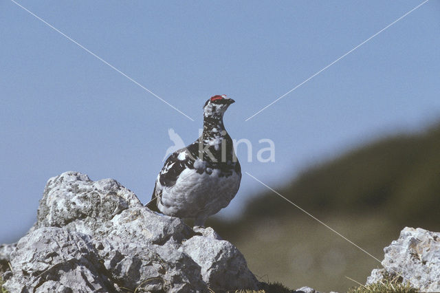 Rock Ptarmigan (Lagopus muta)