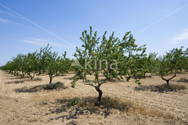 Almond (Prunus dulcis)