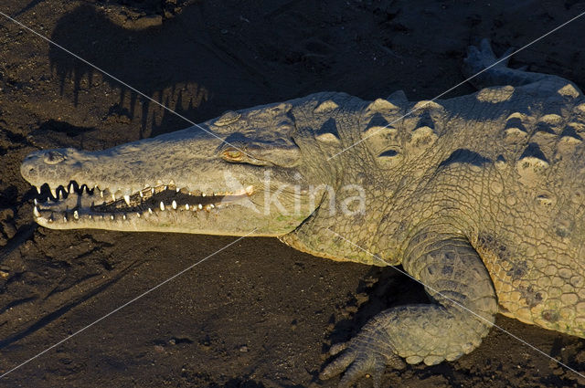 American saltwater crocodile (Crocodylus acutus)