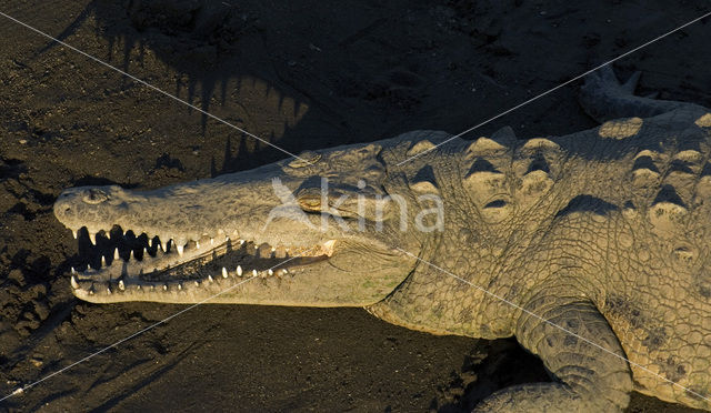 American saltwater crocodile (Crocodylus acutus)