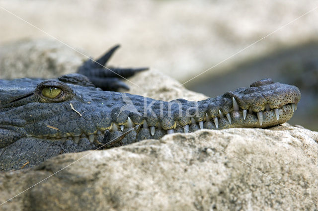 American saltwater crocodile (Crocodylus acutus)