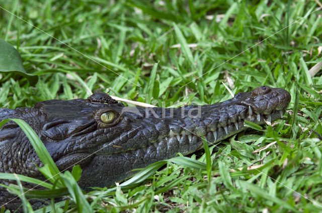 American saltwater crocodile (Crocodylus acutus)