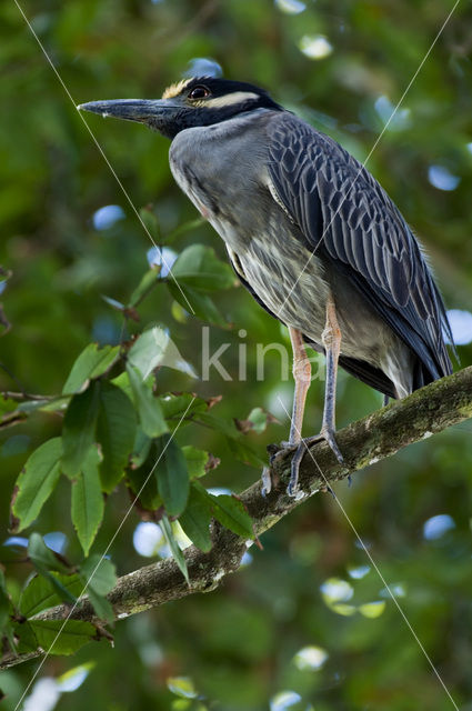 Yellow-crowned Night-Heron (Nyctanassa violacea)
