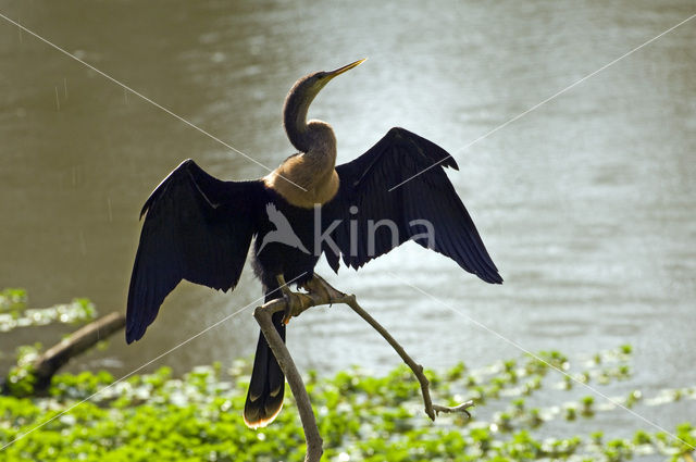 Amerikaanse Slangenhalsvogel (Anhinga anhinga)