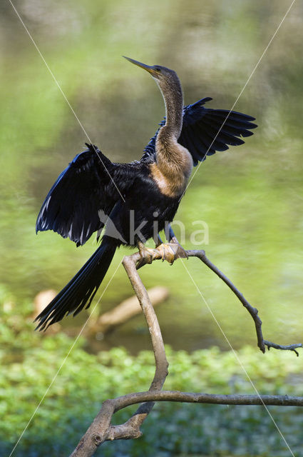 Amerikaanse Slangenhalsvogel (Anhinga anhinga)