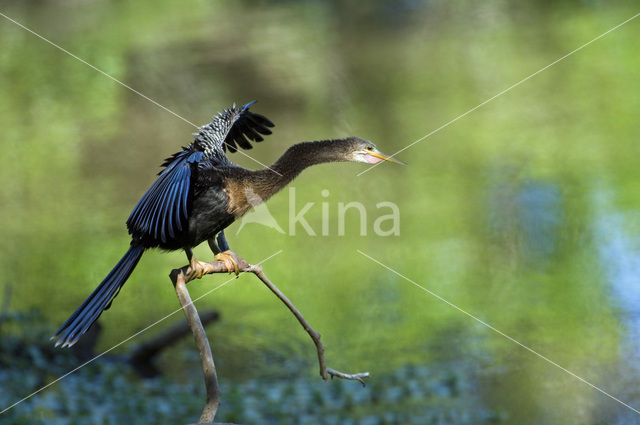 Amerikaanse Slangenhalsvogel (Anhinga anhinga)