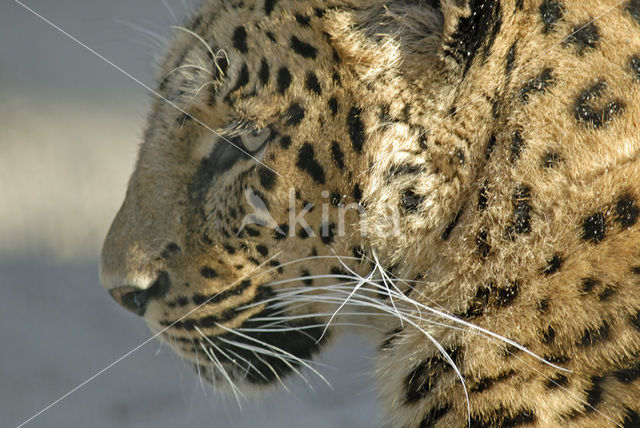 Amur Leopard (Panthera pardus orientalis)