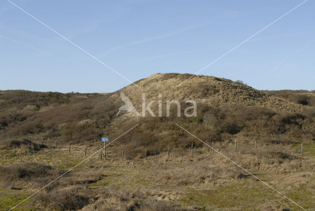 Amsterdamse waterleidingduinen