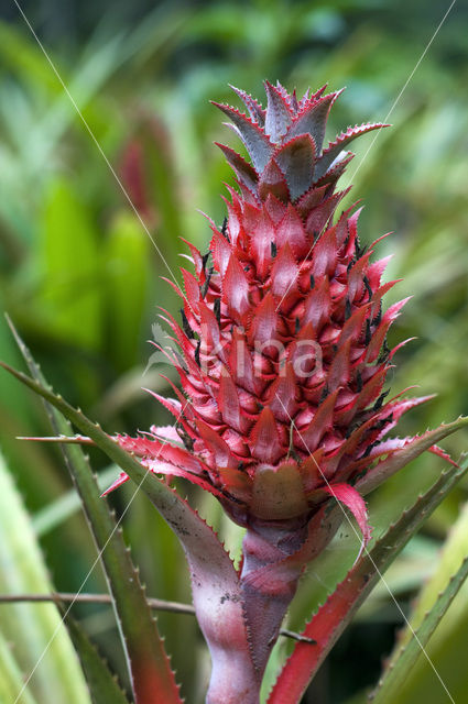 Ananas (Ananas comosus)