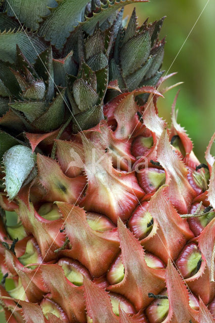 Ananas (Ananas comosus)