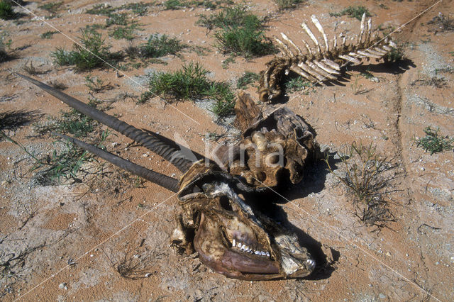 Gemsbok (Oryx gazella gazella)