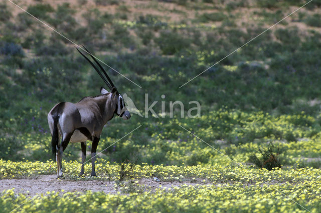 Gemsbok (Oryx gazella gazella)