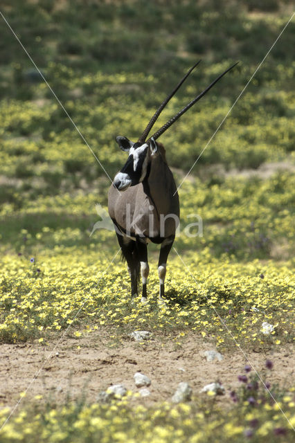 Gemsbok (Oryx gazella gazella)