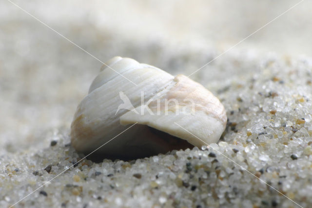 Grey Top-shell (Gibbula cineraria cineraria)