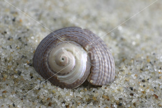 Grey Top-shell (Gibbula cineraria cineraria)