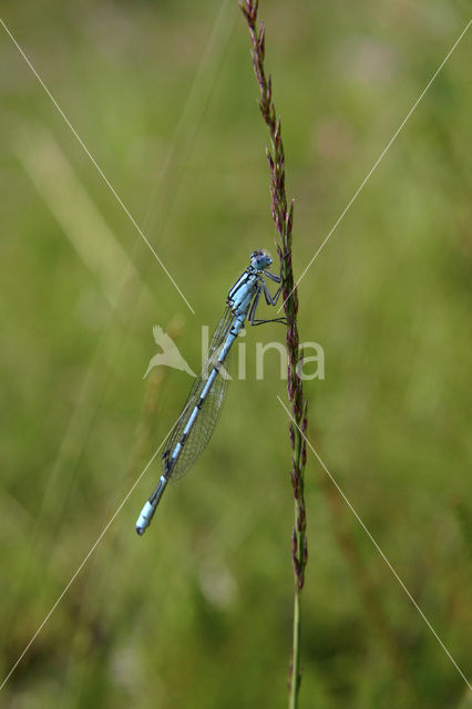 Azuurwaterjuffer (Coenagrion puella)