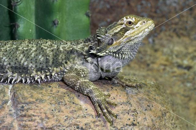 Bearded Dragon (Amphibolurus vitticeps)