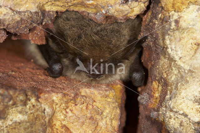 Baardvleermuis (Myotis mystacinus)