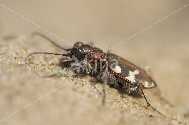 Tiger Beetle (Cicindela hybrida)