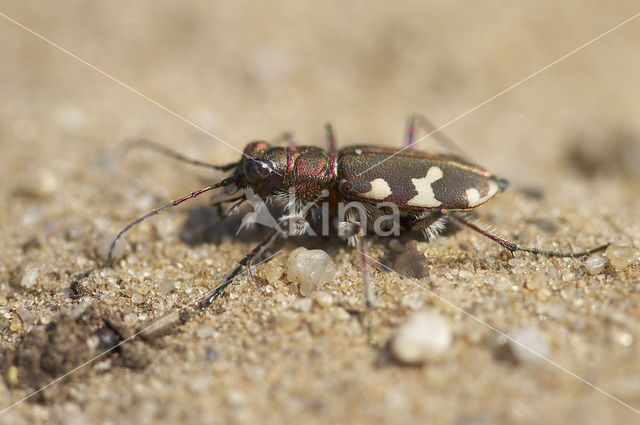 Tiger Beetle (Cicindela hybrida)