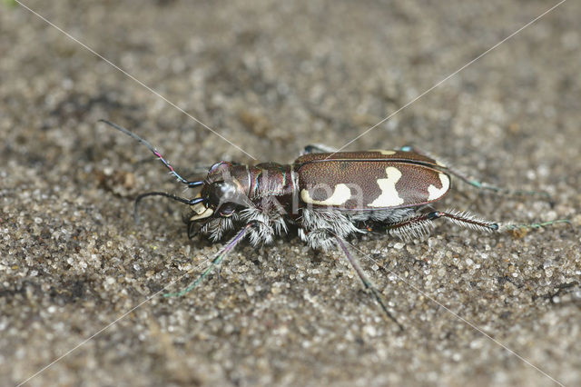 Tiger Beetle (Cicindela hybrida)