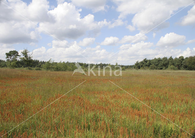 Bog Asphodel (Narthecium ossifragum)