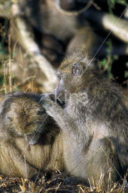 Chacma Baboon (Papio ursinus)