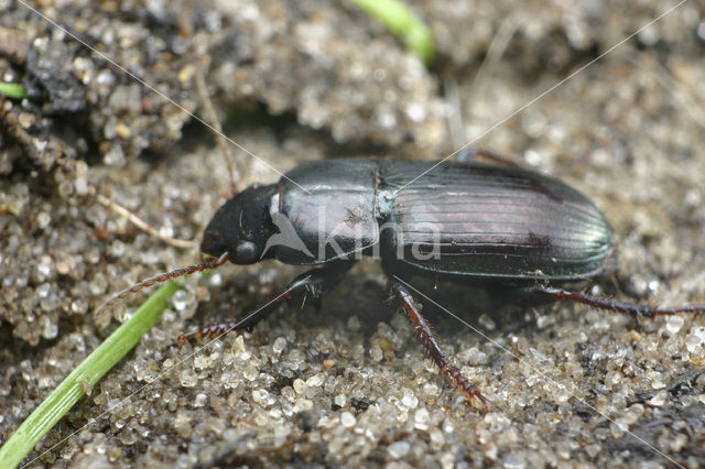 Behaarde Kruiper (Harpalus affinis)