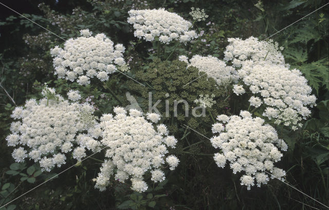 Giant Hogweed (Heracleum mantegazzianum)