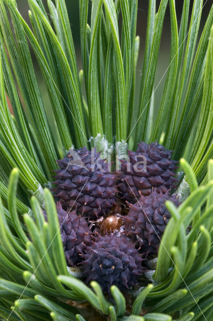 Mountain Pine (Pinus mugo)