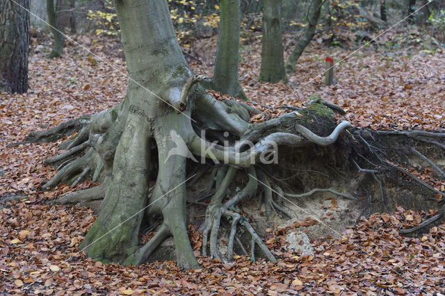 Beech (Fagus spec.)