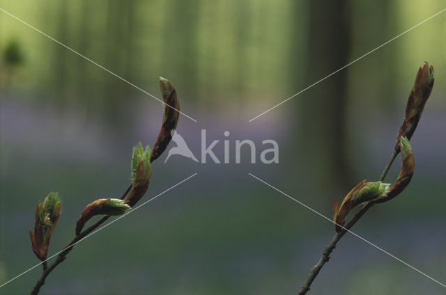 Beech (Fagus sylvatica)