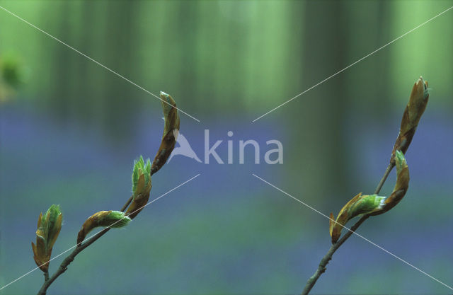 Beech (Fagus sylvatica)