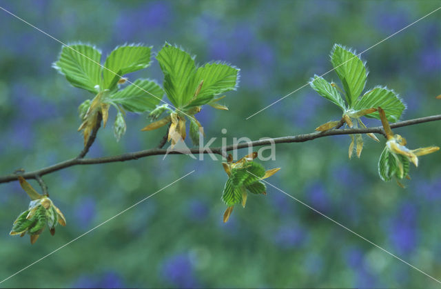 Beech (Fagus sylvatica)