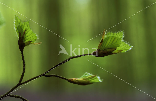 Beuk (Fagus spec.)