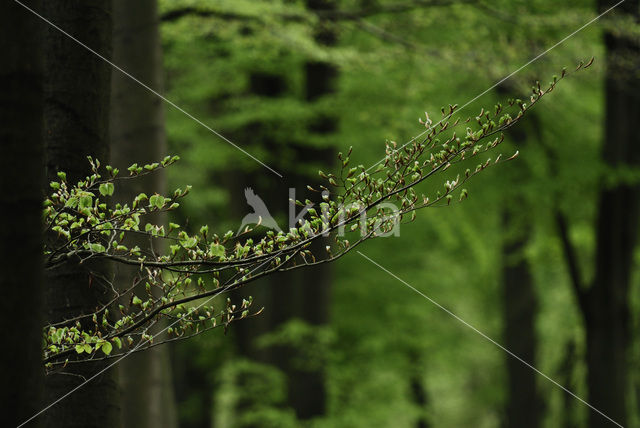 Beuk (Fagus sylvatica)