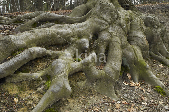 Beuk (Fagus spec.)