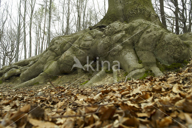 Beech (Fagus spec.)