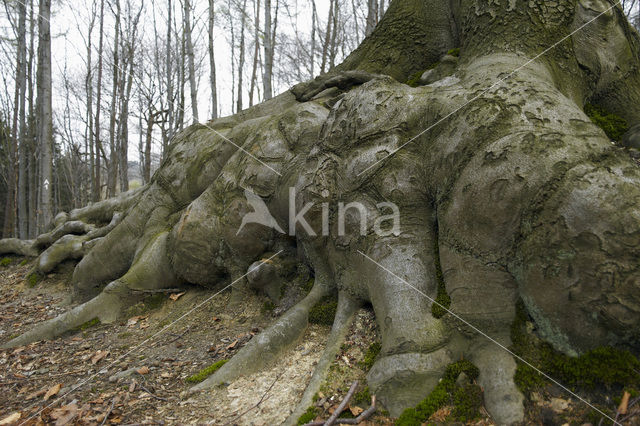 Beuk (Fagus spec.)