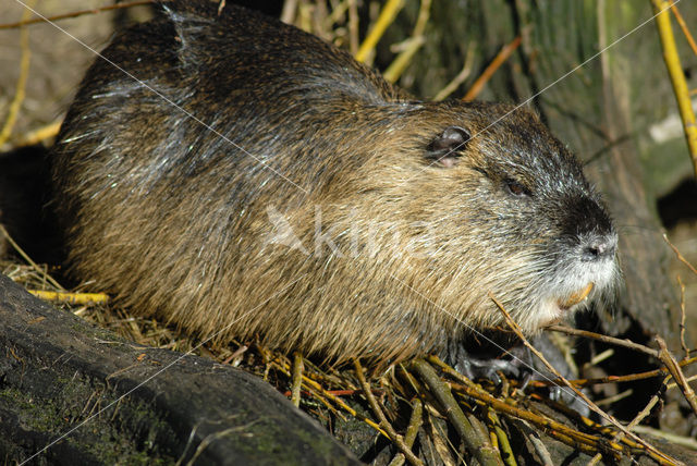 Beverrat (Myocastor coypus)