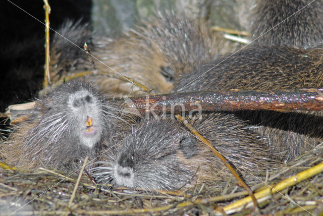 Beverrat (Myocastor coypus)