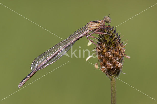 Blauwe breedscheenjuffer (Platycnemis pennipes)