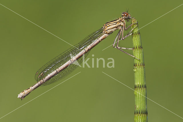 White-legged Damselfly (Platycnemis pennipes)