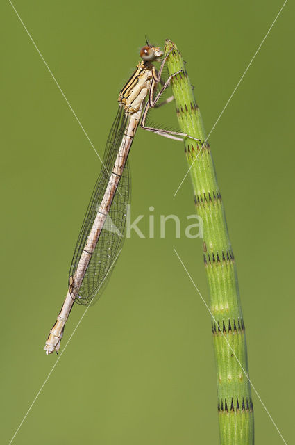 Blauwe breedscheenjuffer (Platycnemis pennipes)