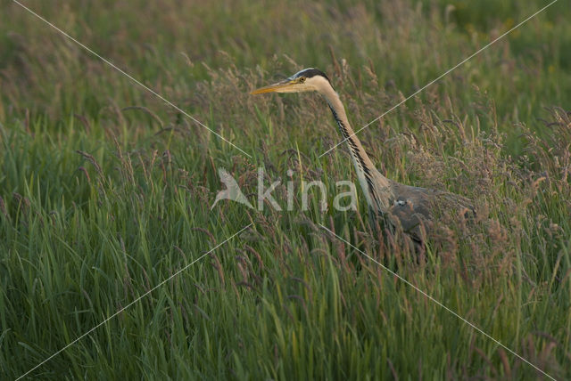 Grey Heron (Ardea cinerea)
