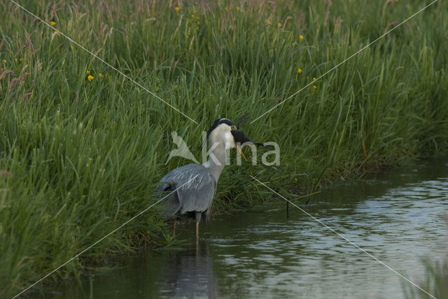 Grey Heron (Ardea cinerea)